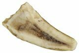 Bargain Dromaeosaurid Theropod (Acheroraptor) Tooth - Montana #341067-1